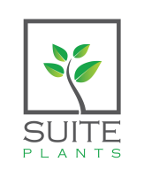 Suite plants