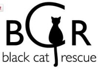 Black cat rescue