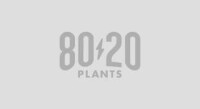 80/20 plants