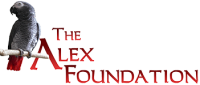 The alex foundation
