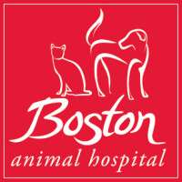 Boston animal hospital