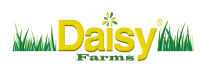 Daisy farms - texas