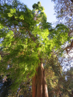 Dawn redwood groves llc
