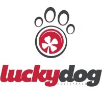Lucky dog volleyball