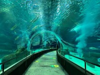 Aquario - aquário marinho do rio de janeiro