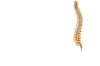 University spine center