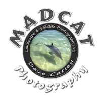 Madcat photography