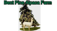 Bent pine alpaca farm